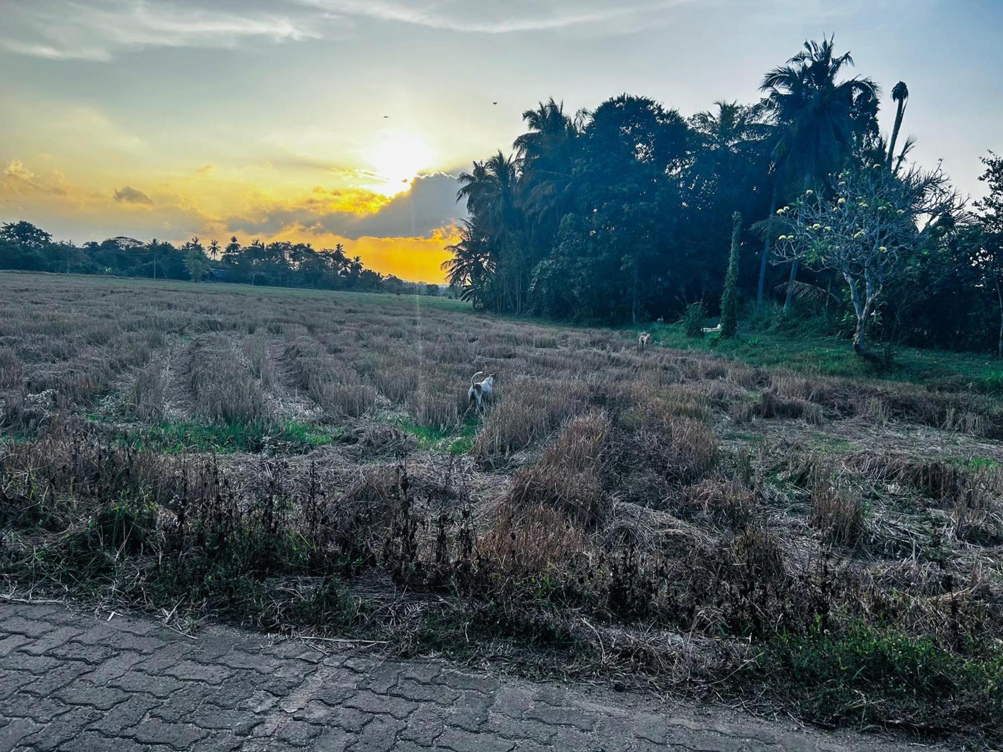 Windy Villa Polonnaruwa Dış mekan fotoğraf